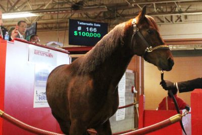 Don't Rush was the day's second-highest selling horse, going for $100,000