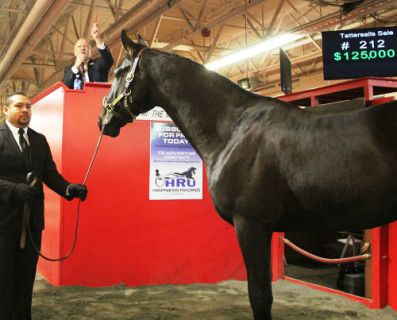 Lindy's Tru Grit was the sale-topper