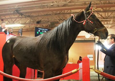 $125,000 for sale-topper at Tattersalls Sale