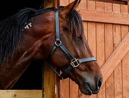 Strangles detected in North Canterbury