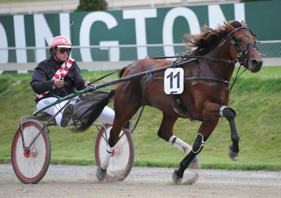 Stallion Fees and eligible exports published – Harness 5000