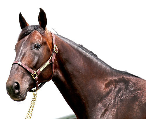 Who’s who of international trotting stallions at NZ yearling sale