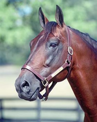 Canadian Hall of Fame Annouces 2015 Inductees