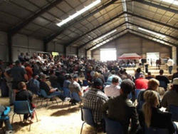 Champion sires at Bathurst Gold Crown sale