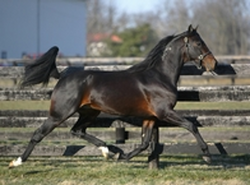 Breeders have plenty of reasons to feelgood