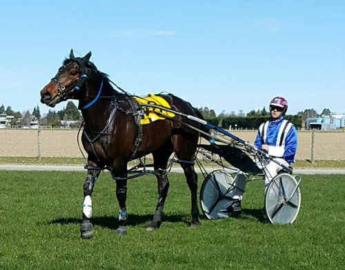 Grass track racing returns tomorrow