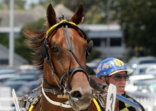 Two live chances for the Neal stable