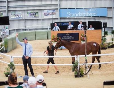NZB Standardbred National Yearling Sale heads to Christchurch