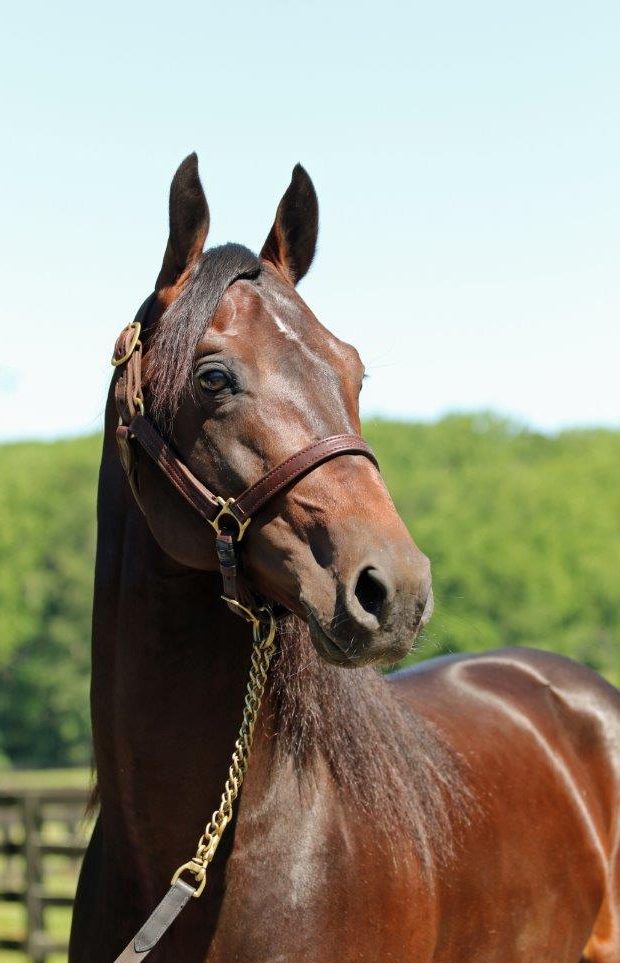 A young Sire with a bright future – Bettor’s Wish