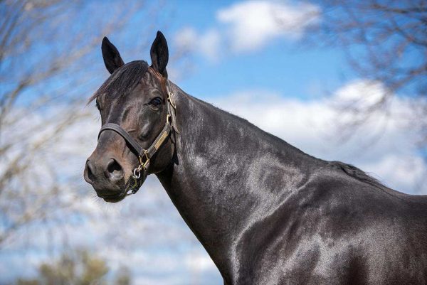 Lazarus 2YO in sub 1:50?