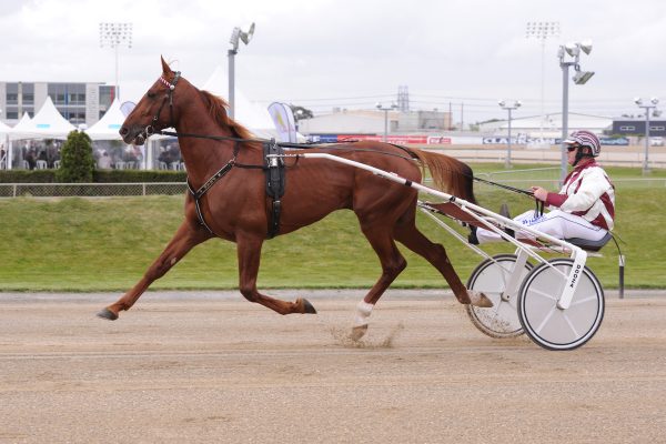 Danish trotting import Peak to stand at Bellmouth Park