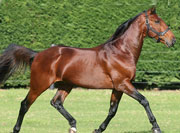 Dynamic duo to deliver boost to Riverina breeding