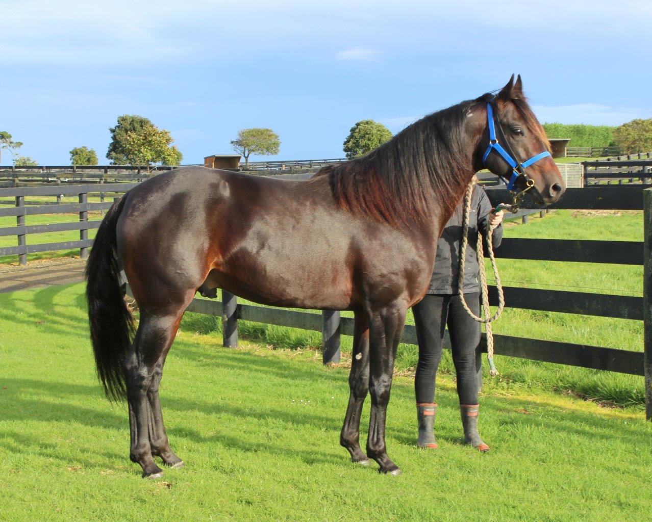 Bettor’s Wish set at $6,000 for 2026 Season