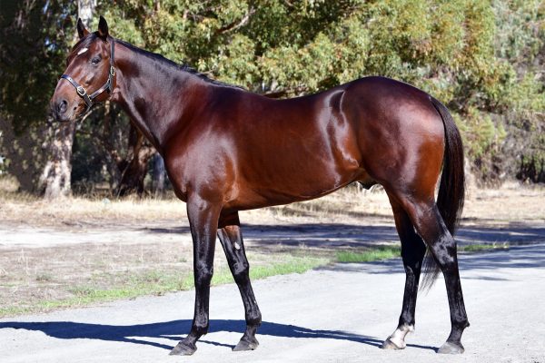 First two-year-old classic winner by Soho Tribeca