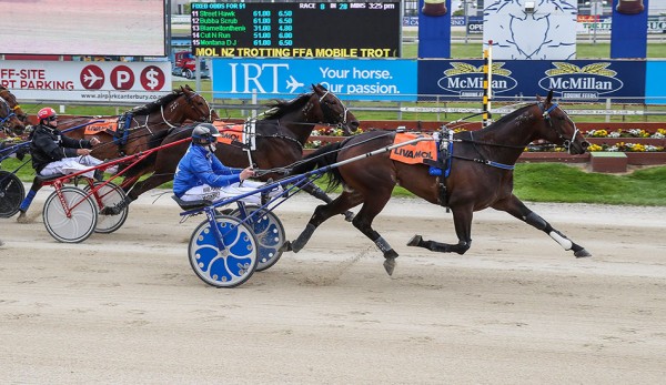 Oscar to head back across the Tasman