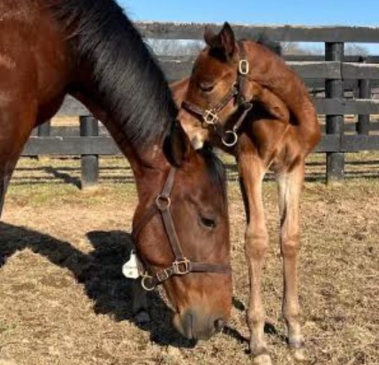 Shartin N’s daughter stepping up