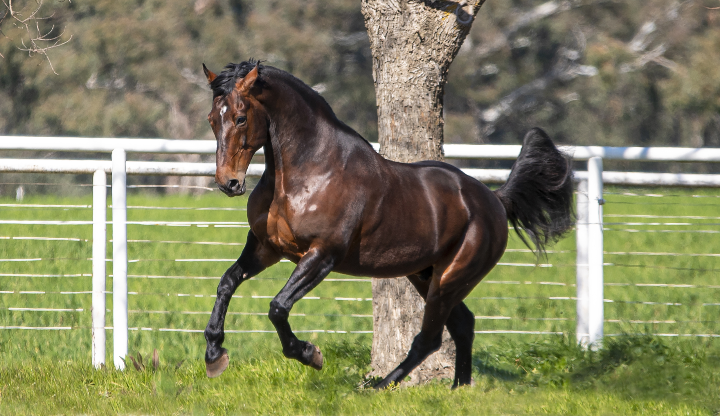 World champion Warrawee Needy’s stock on fire