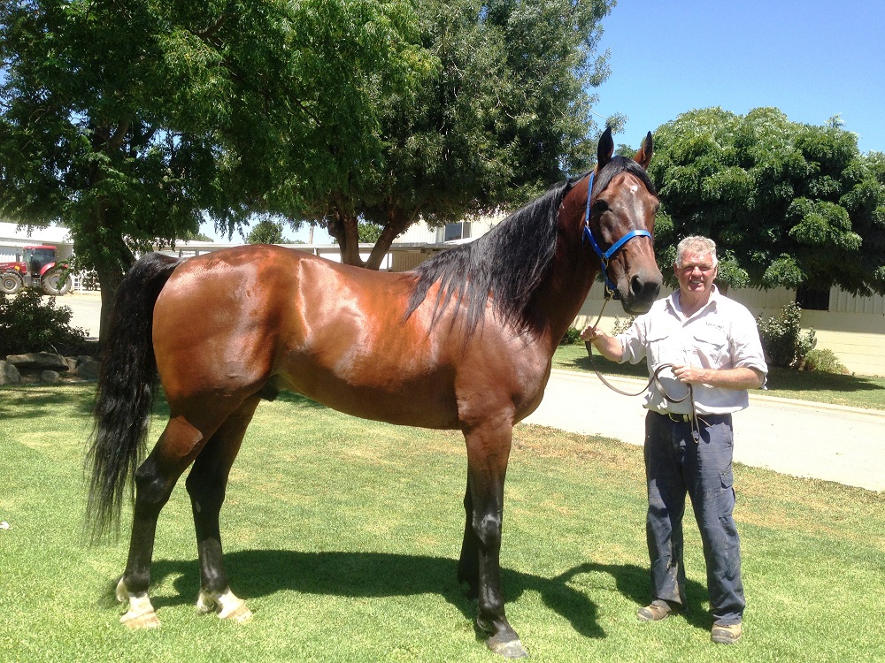 Fifth NSW Breeders Challenge winner by Warrawee Needy