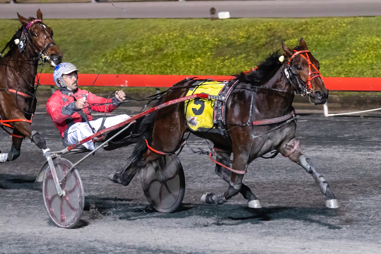 Monarch Farm pair the last foals of dams