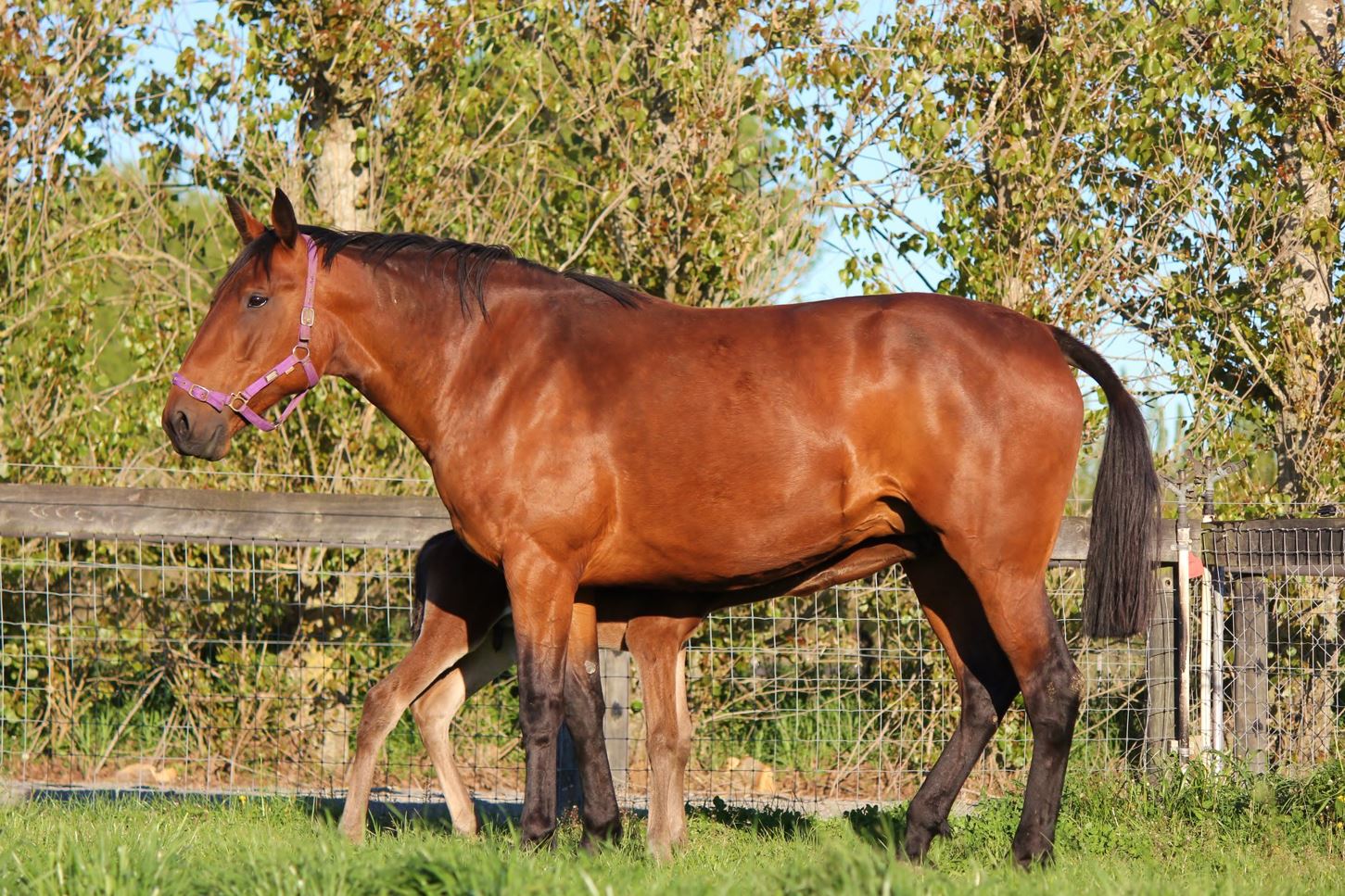 Paddock to Podium – HRNZ invests in breeding