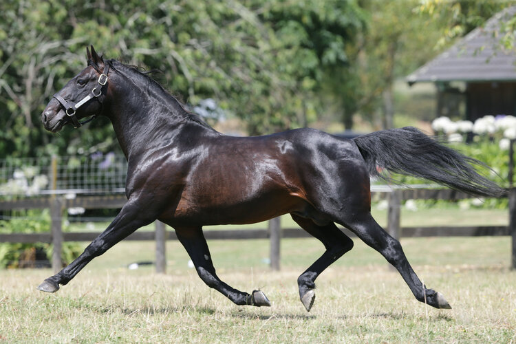 Powerhouse pacing progeny set for 2025 Yearling Sale