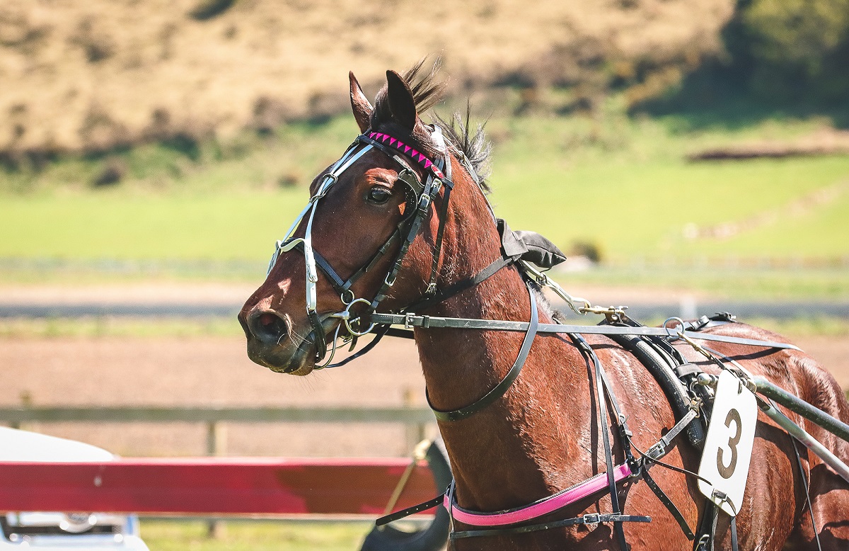 Sky Major gelding breaks all-comers track record with blistering 1:46.4