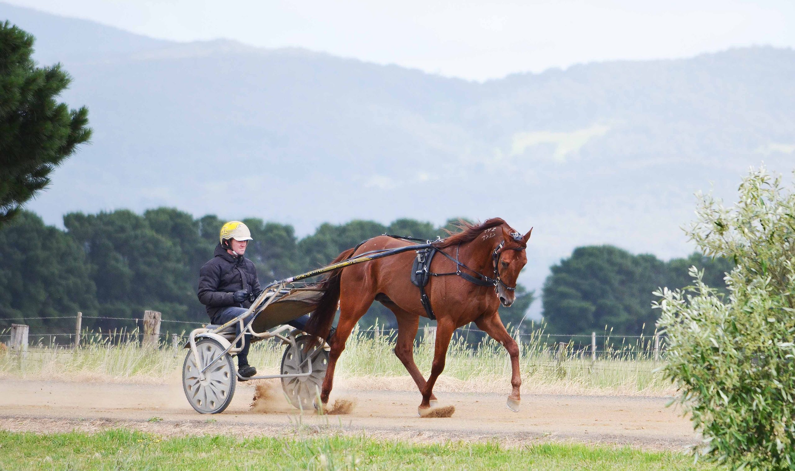 Grimson loves going bush with his stars