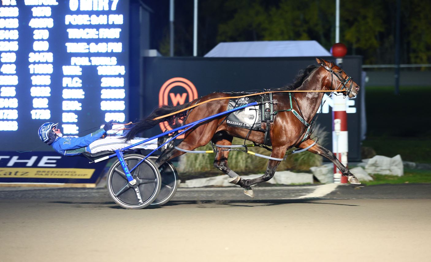 First season sire spotlight – NZ Weanling Sale