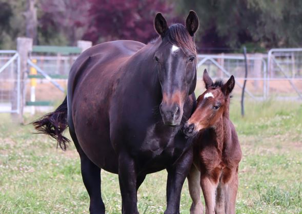 The 2025 Breeding Season – “we can stabilise and eventually rebuild”