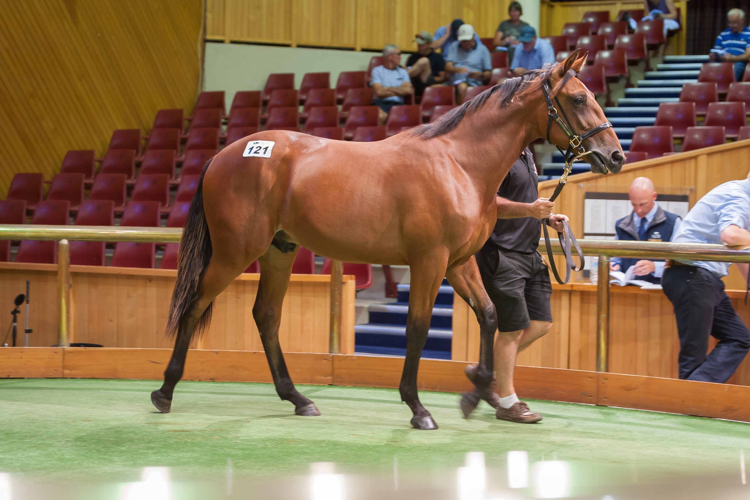 NZB Standardbred National Yearling Sales get underway today