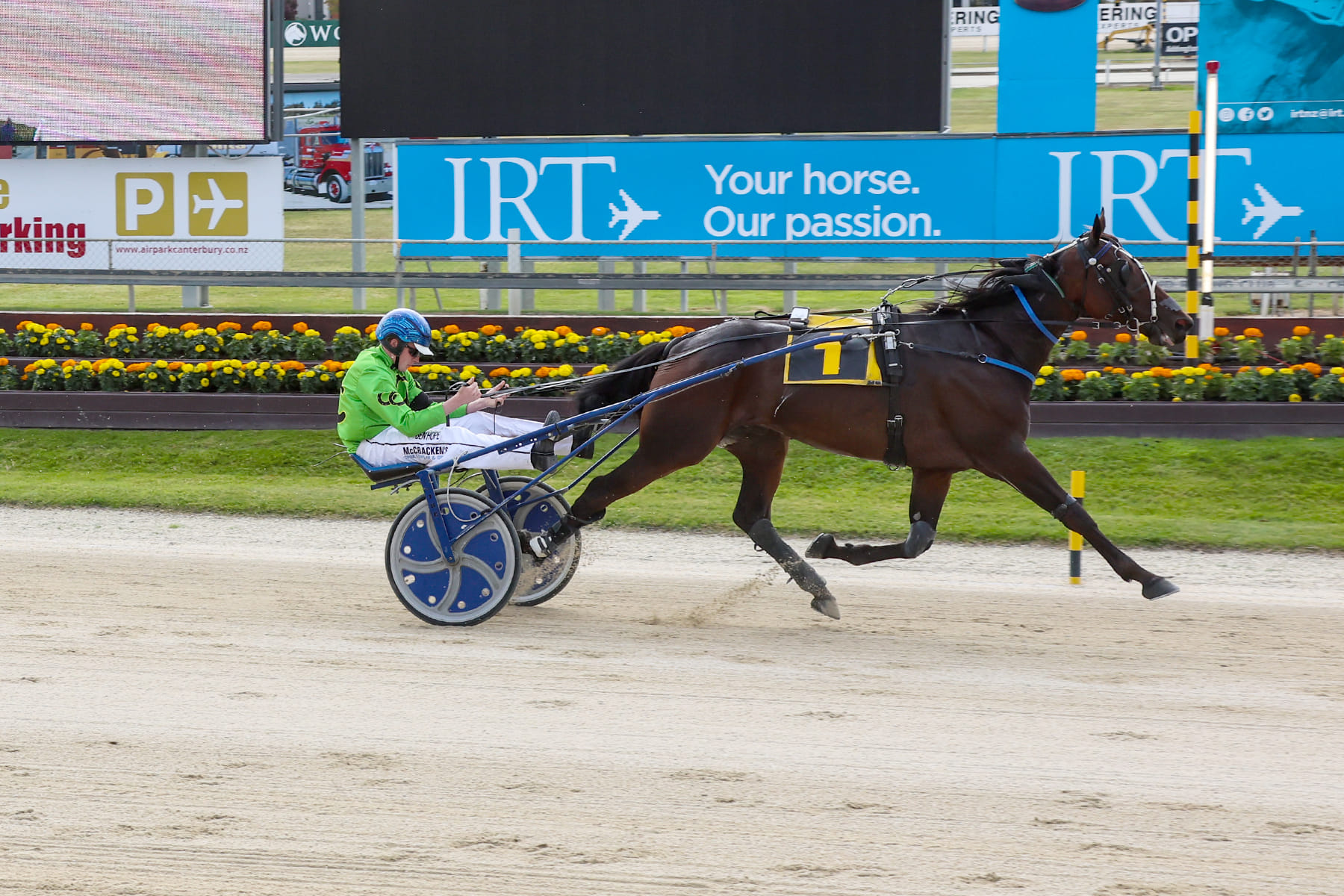 Muscle Mountain big chance to win fourth Summer Cup