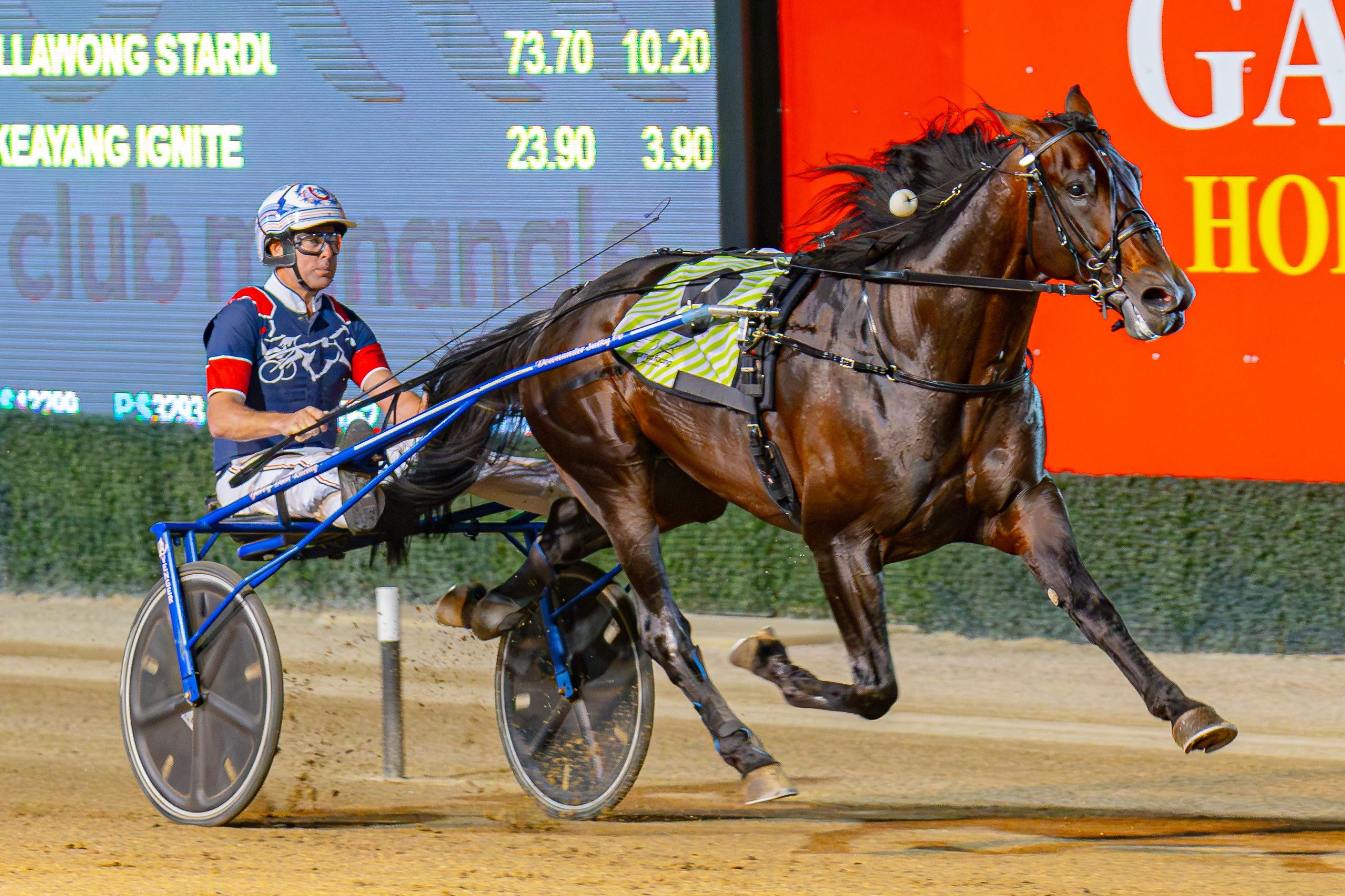 Trotting star about to launch a comeback