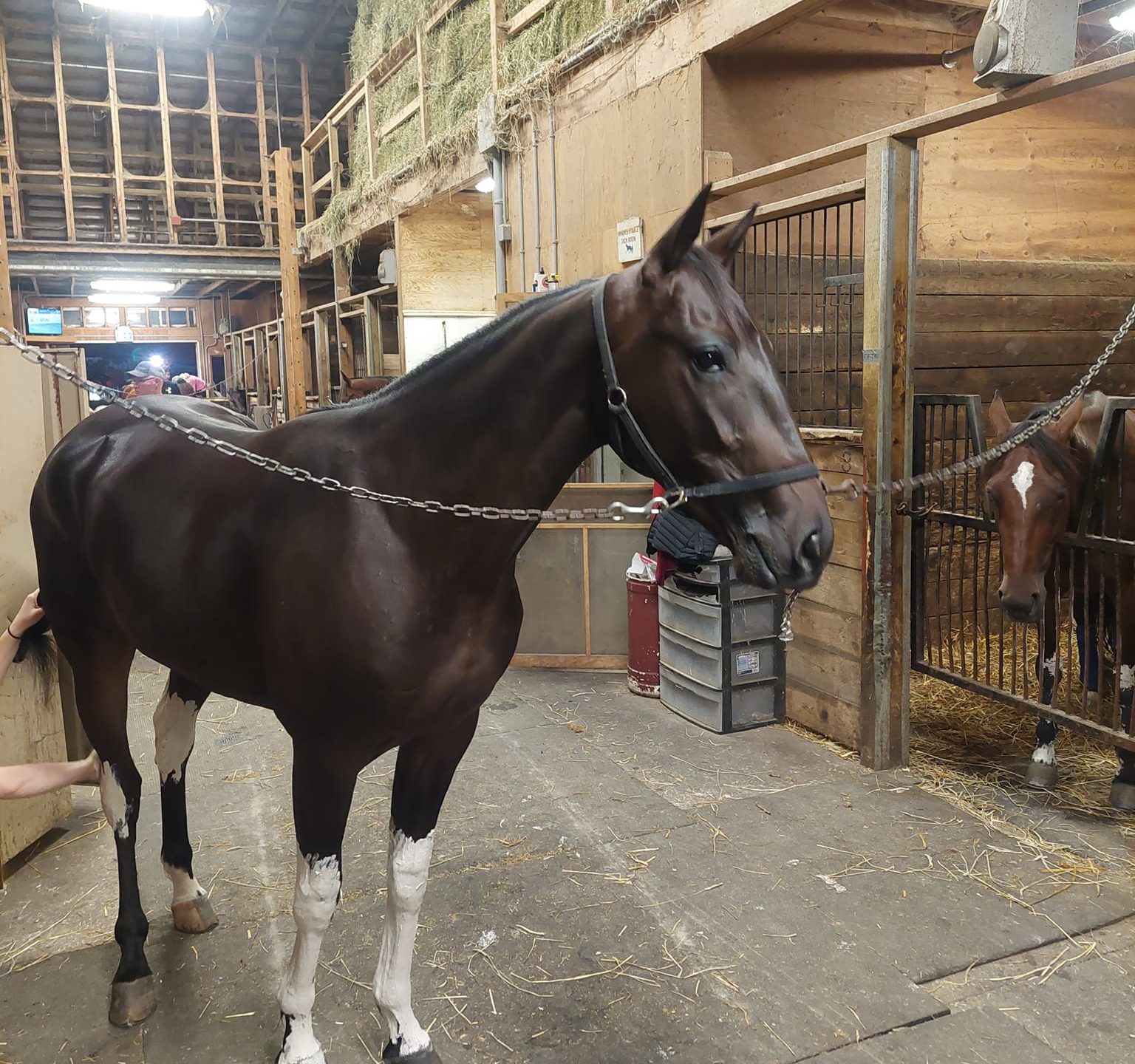 Record-breaking gelding returns at Charlottetown