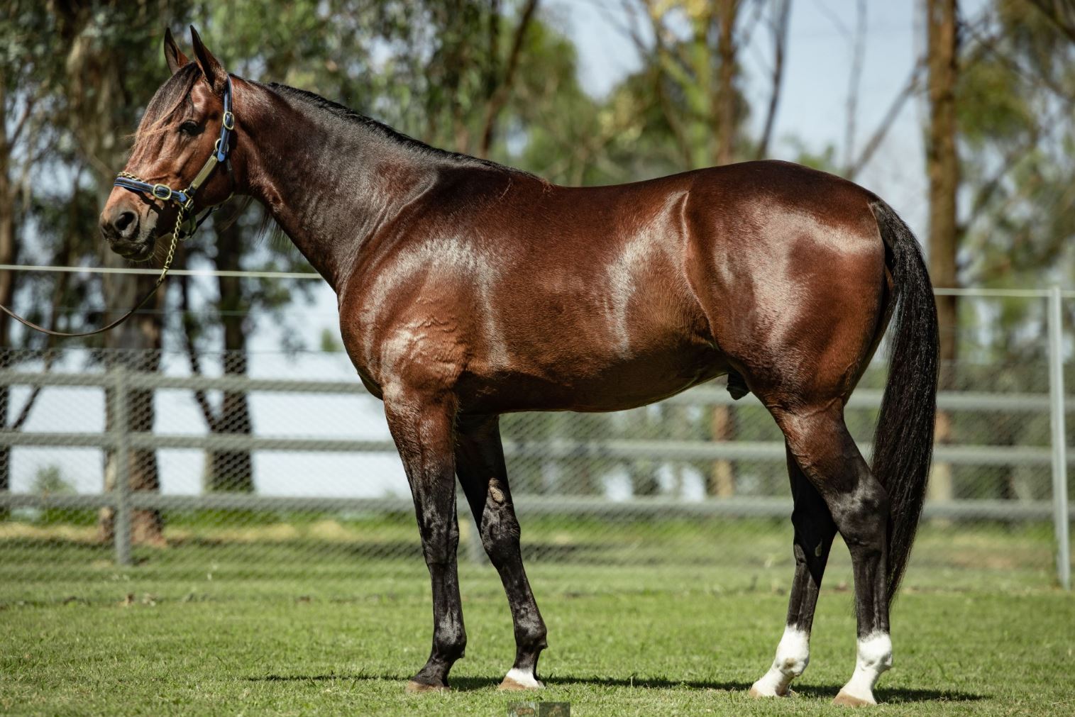 Big prizemoney for 2YO trotters in NZ incentivizes breeding