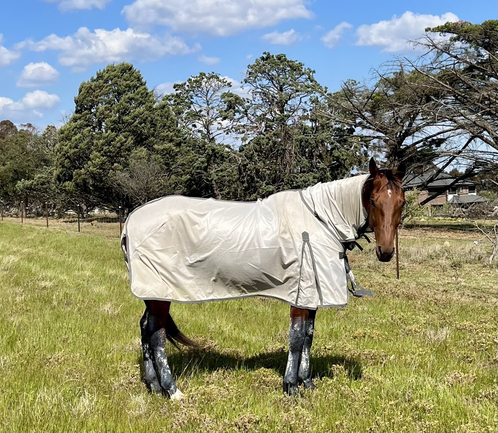 Leap To Fame faces rare questions after consecutive defeats