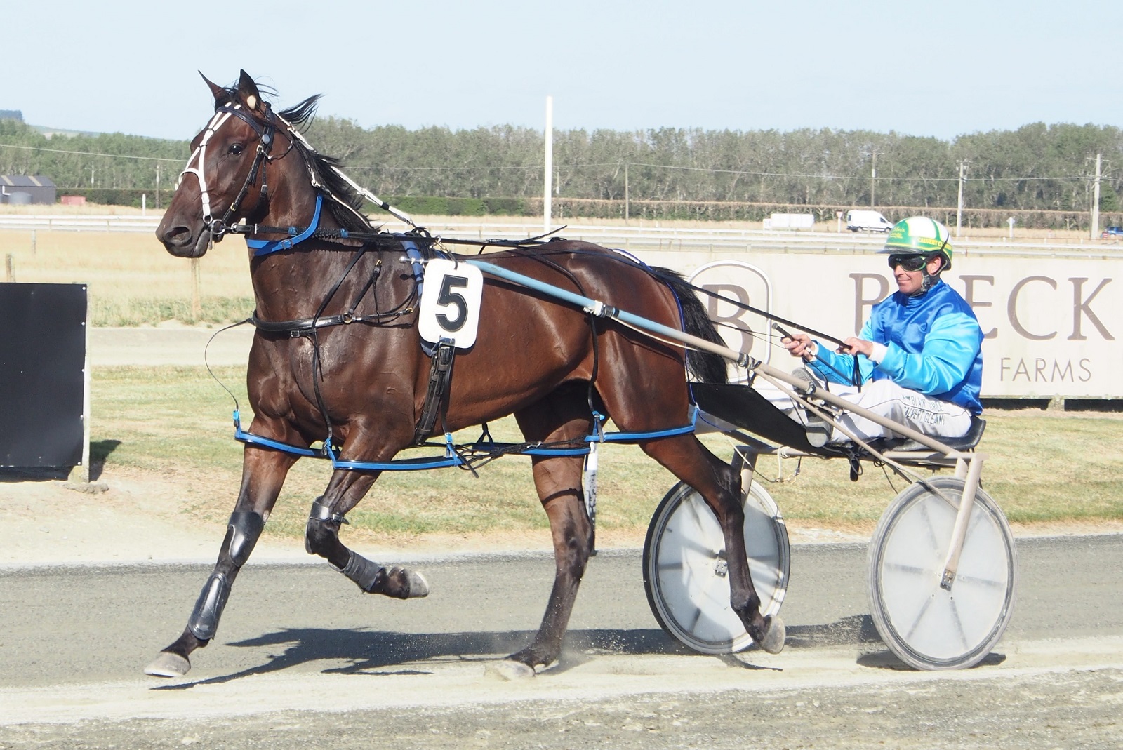 Down Under horses dominate $35,000 Invitational – Mossdale Ben N going for four straight