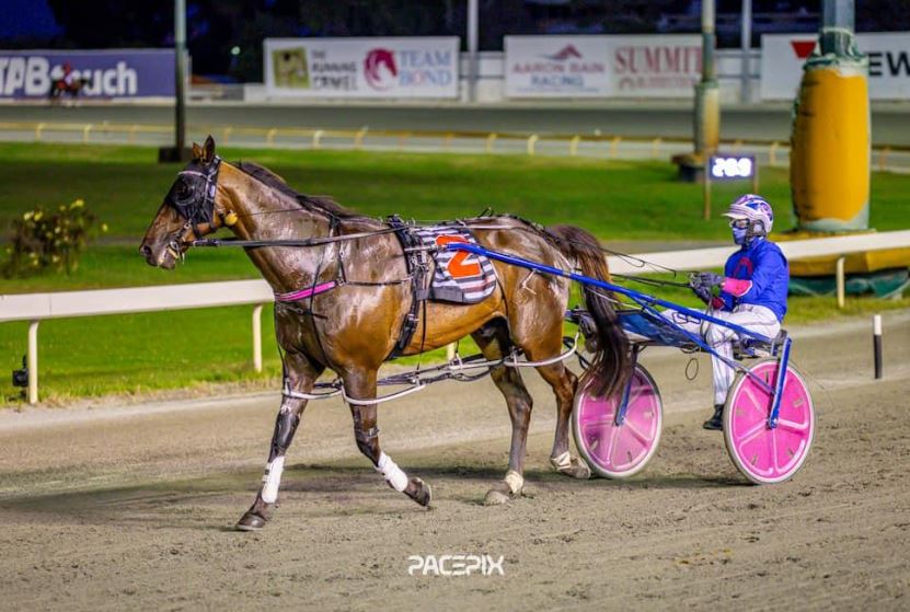 Minstrel poised for historic WA Pacing Cup double