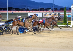 The Shallows remains on track for Hobart Pacing Cup