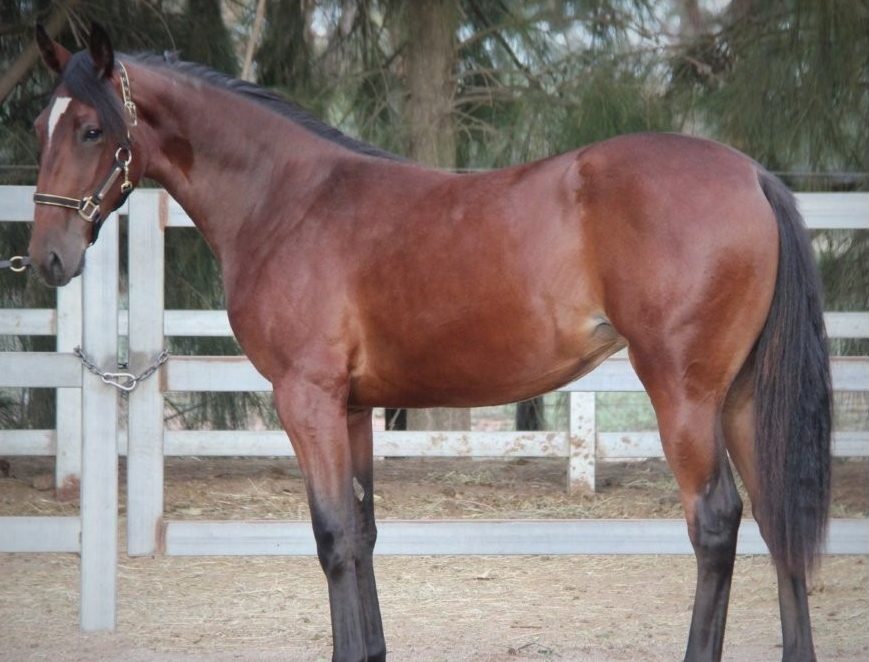 Gange family tradition continues at APG Melbourne Sale