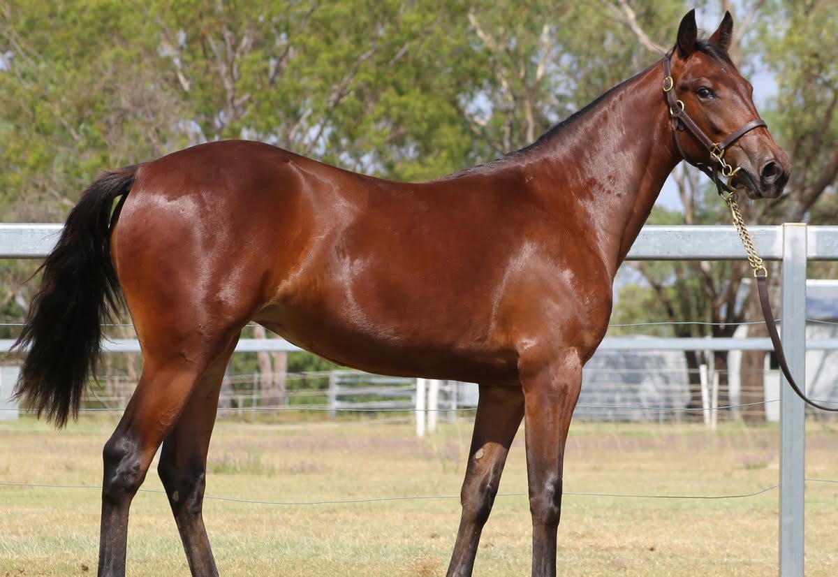 Sweet bloodlines of immortal sire