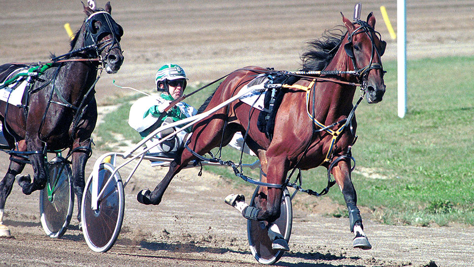 Gallo Blue Chip dies at 28