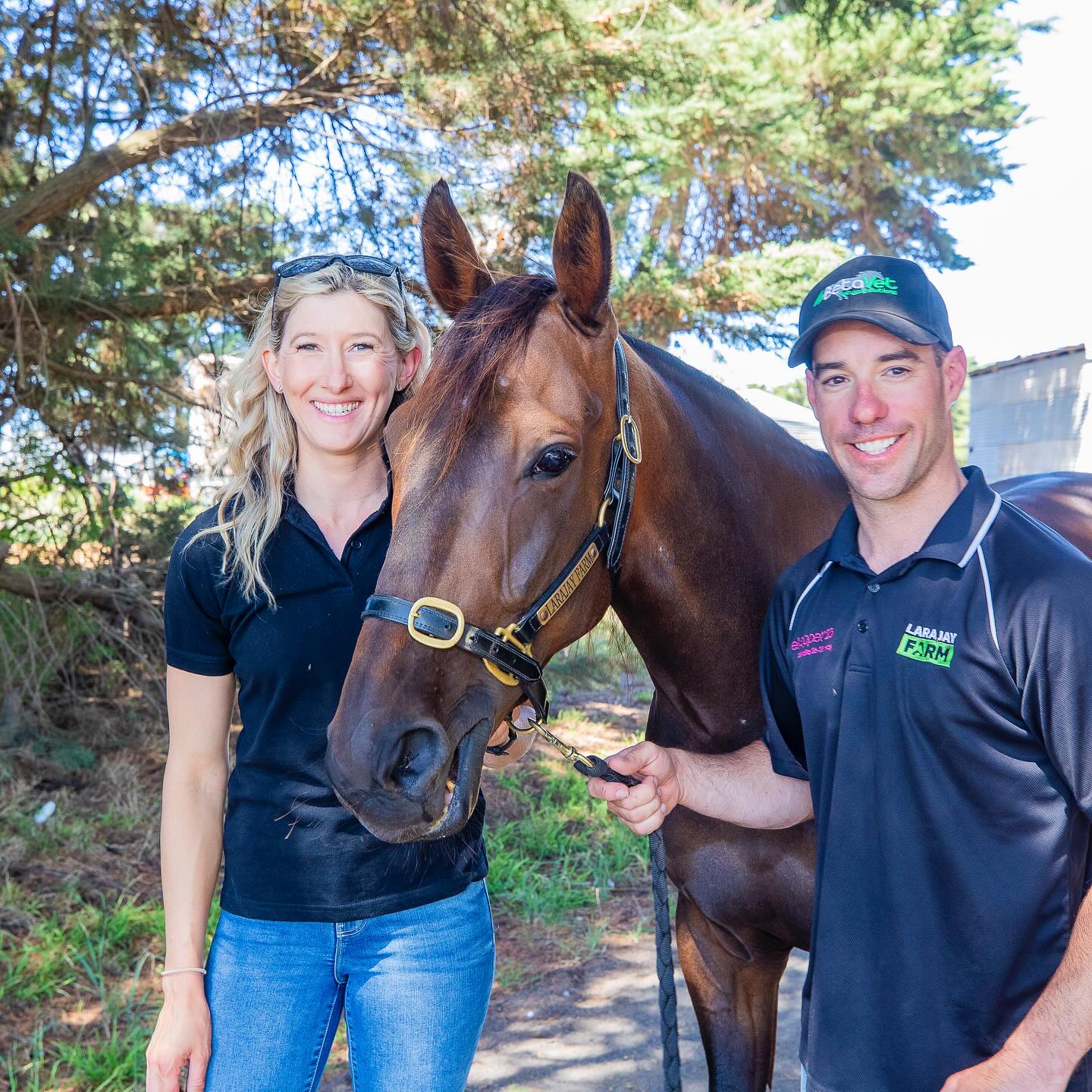 Champion trotter Just Believe retires