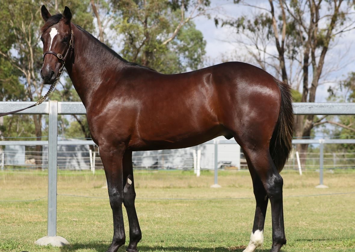 Spotlight on Solo Stars: APG Ipswich Sale (Part 1)