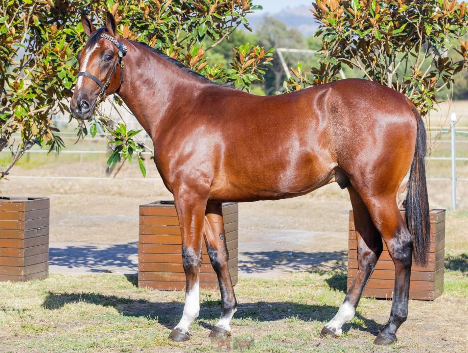 ‘Special’ pair from Patrician Park