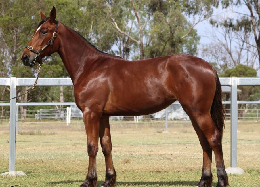 Spotlight on solo stars: APG Ipswich sale (Part 2) 