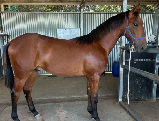 Sydney’s Standouts: Top solo entries at the Sale – Pt 1