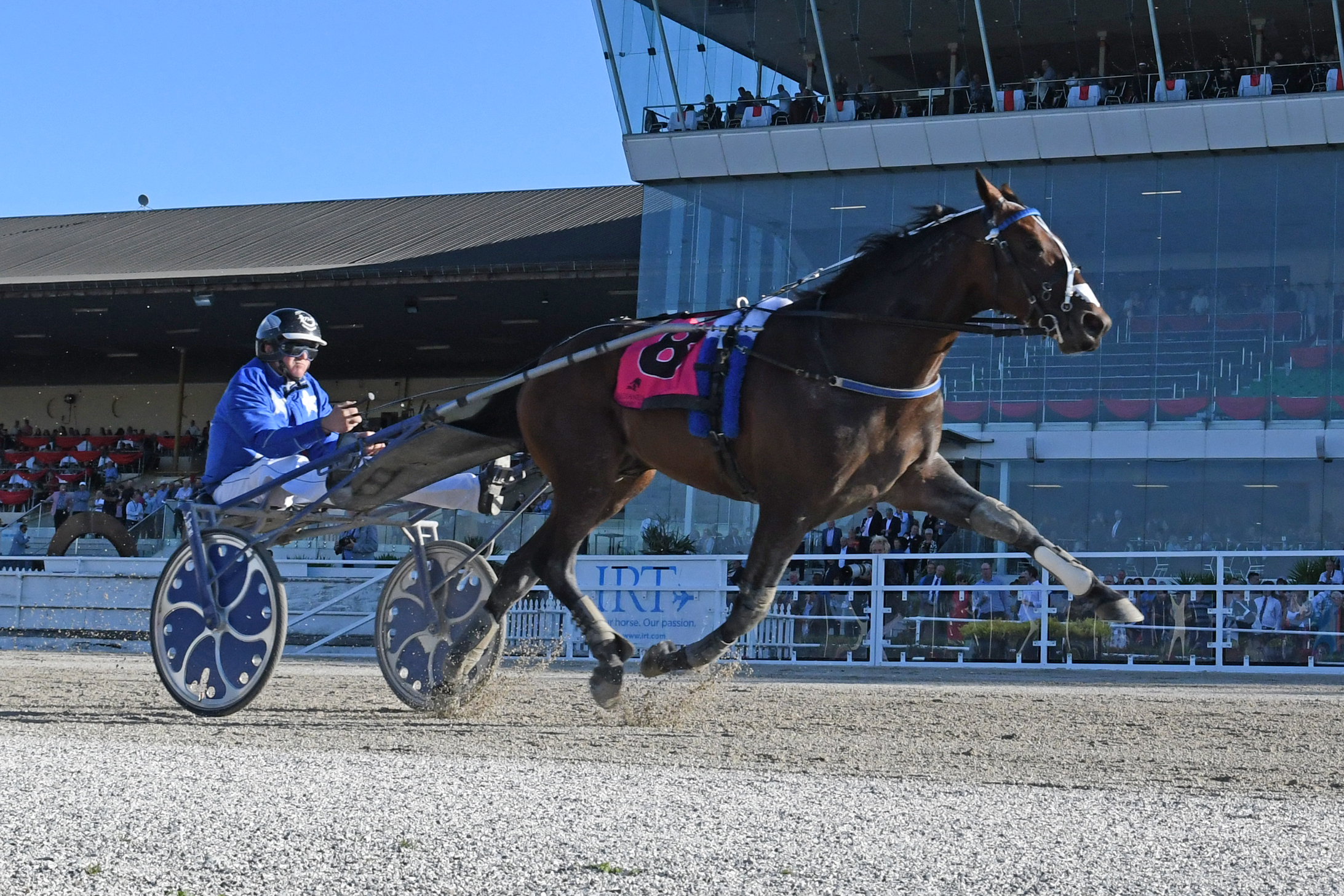 The Kiwis are back and ready to cause a stir