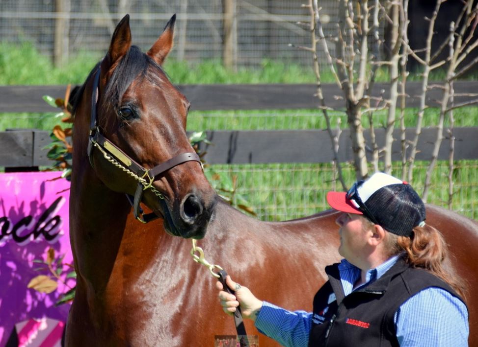 Filly with elite Canadian bloodlines coming to APG Melbourne