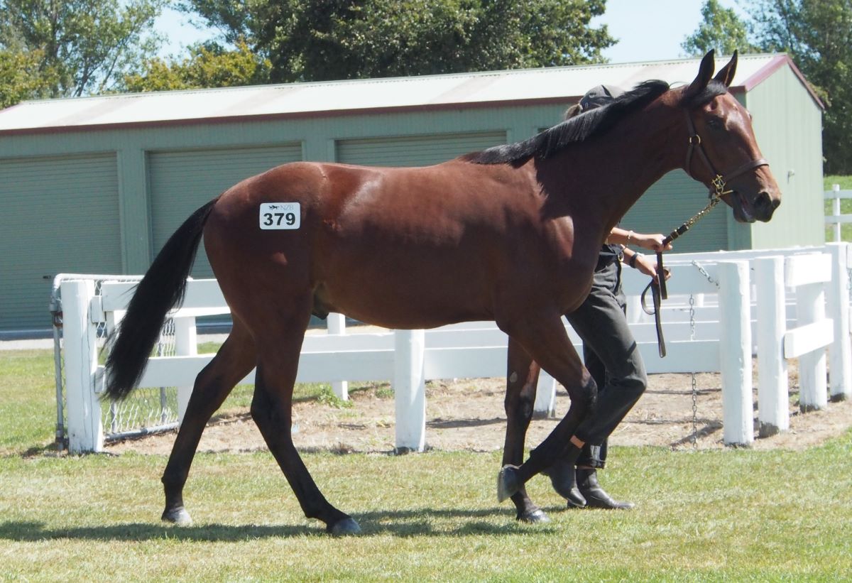 NZB Sales attract America duo