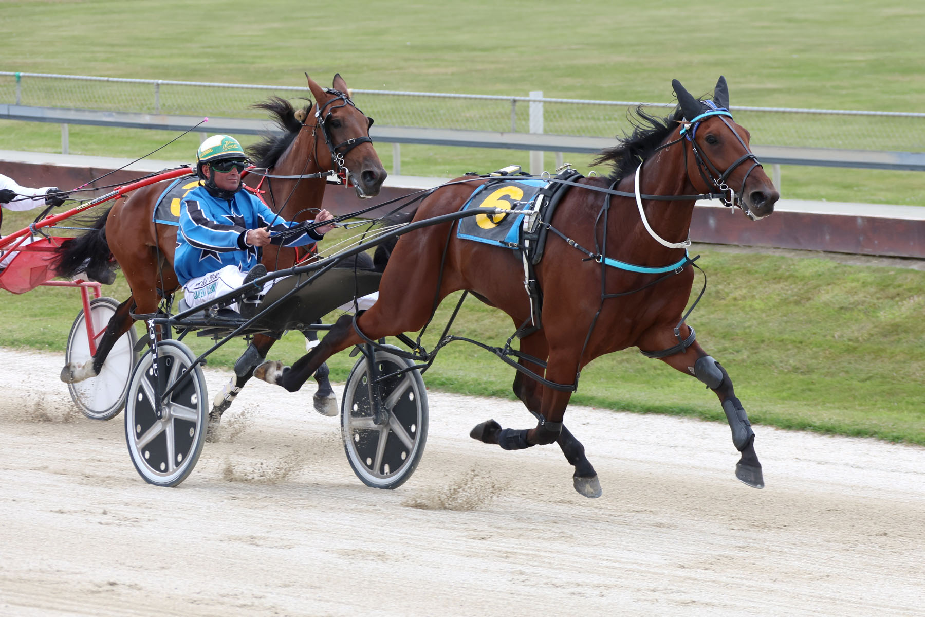 Taketheplunge extends Winter Rose’s record